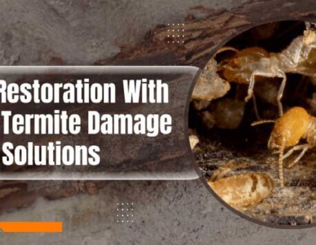 Home Restoration With Expert Termite Damage Repair Solutions