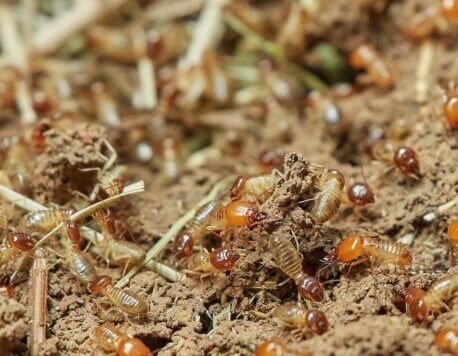 The Pros and Cons of Different Termite Control Products