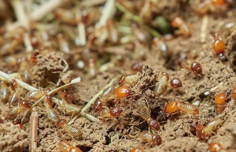 The Pros and Cons of Different Termite Control Products