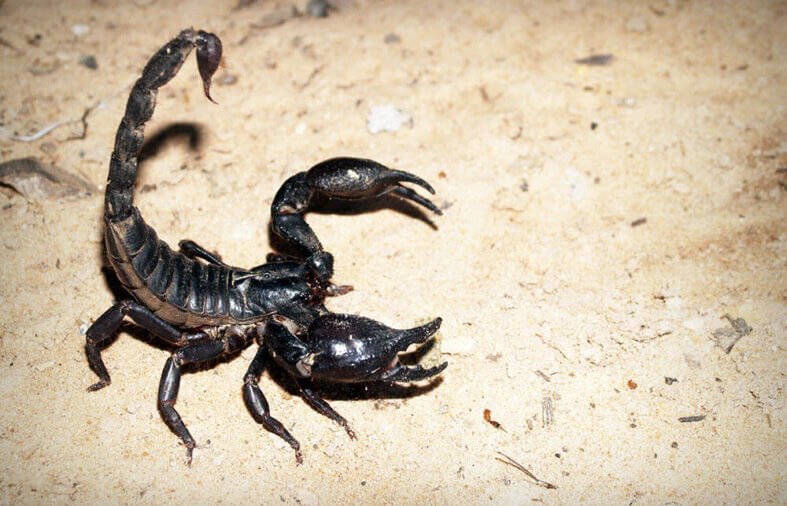 Top 4 Warning Signs You Need a Scorpion Exterminator Immediately