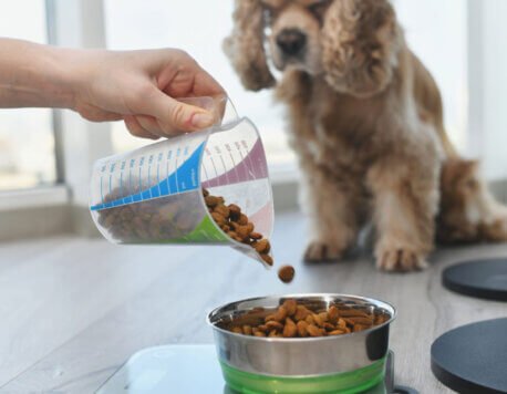 The Process of Freeze-Dried Pets Explained: From Start to Finish