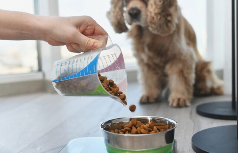 The Process of Freeze-Dried Pets Explained: From Start to Finish