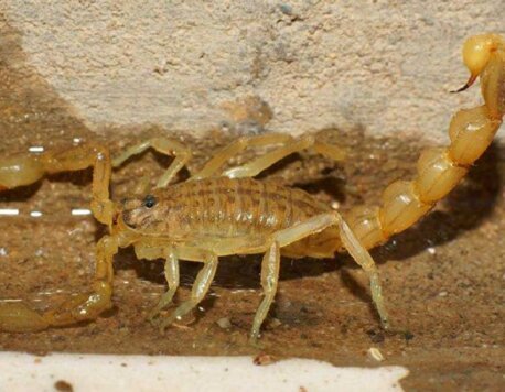 Best Methods To Safely Remove a Striped Bark Scorpion From Your Home