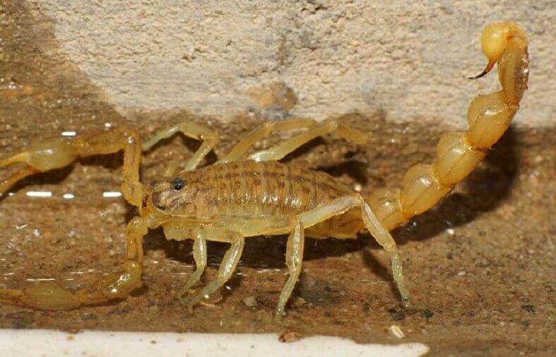 Best Methods To Safely Remove a Striped Bark Scorpion From Your Home