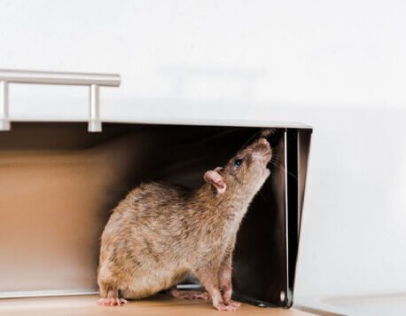 Top Strategies for Effective Rodent Prevention and Control in  Residential Properties