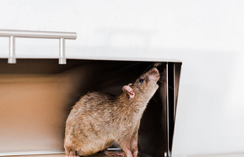 Top Strategies for Effective Rodent Prevention and Control in  Residential Properties